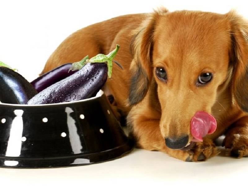 Овощи для щенка. Овощи для собак. Собака баклажан. Собак кушают для фотошопа. Собаки и овощи подборка.