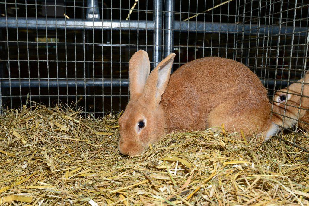 Кролик ? породы венский голубой: уход и питание кролика. а также перспективы разведения
