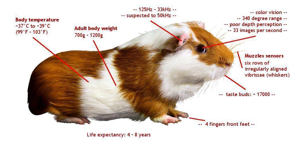 Кто такая мышь, ее размеры, вес, строение и образ жизни