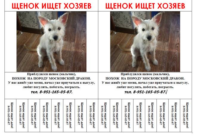 Московская сторожевая: характеристика породы собаки сторожа, описание характера, окраса, содержание