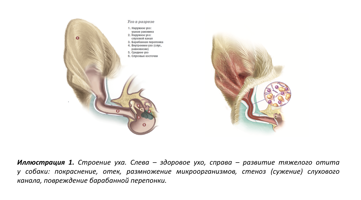 Собака трясет головой и чешет уши: причины, диагноз, лечение
