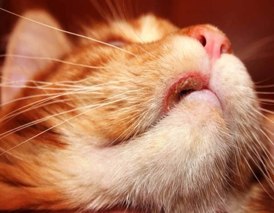 Эозинофильная гранулема у кошек: причины, лечение