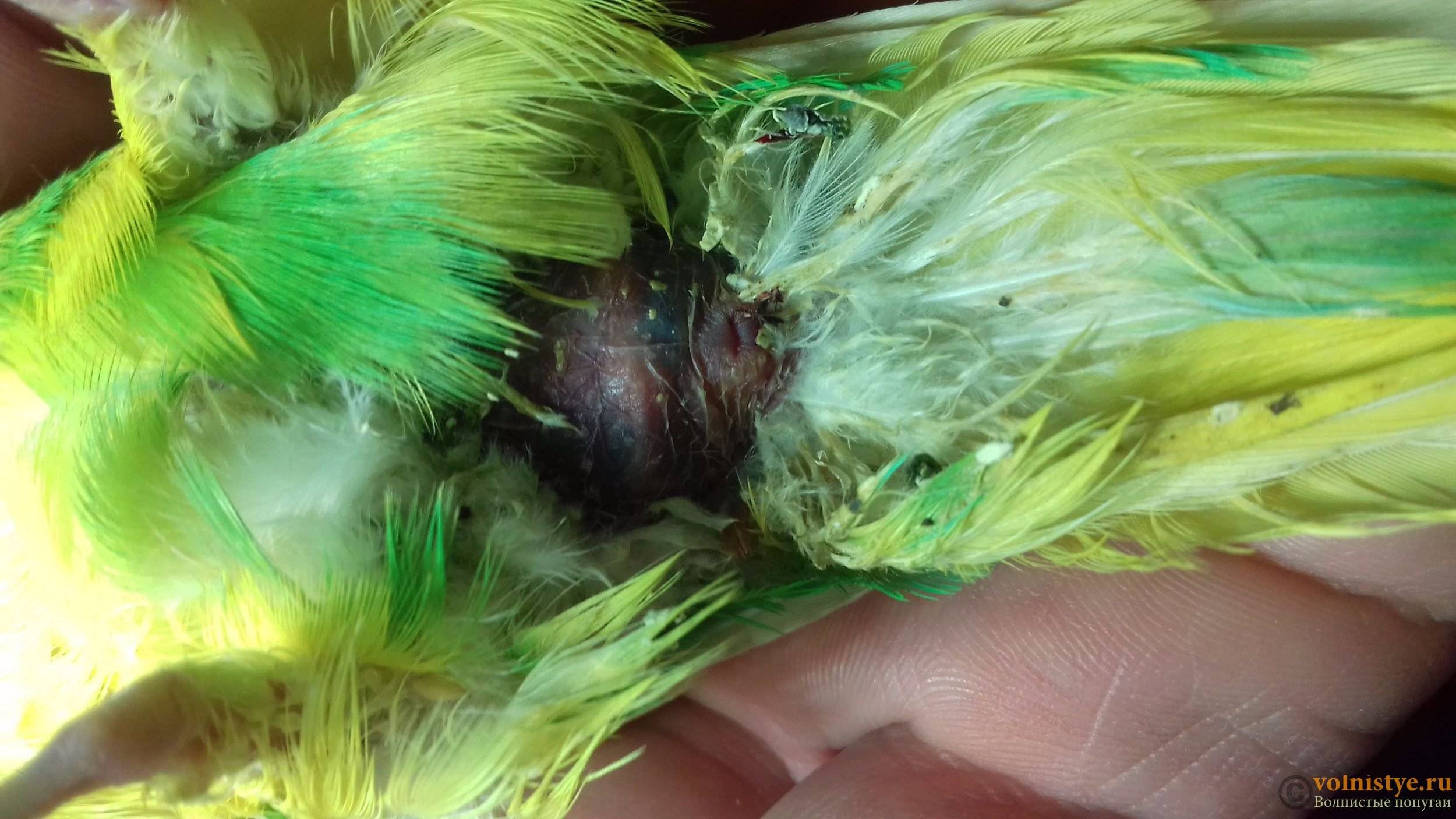 Болезни и травмы лап у попугая: горячие или холодные лапки, переломы, вывихи, воспаления, шелушения