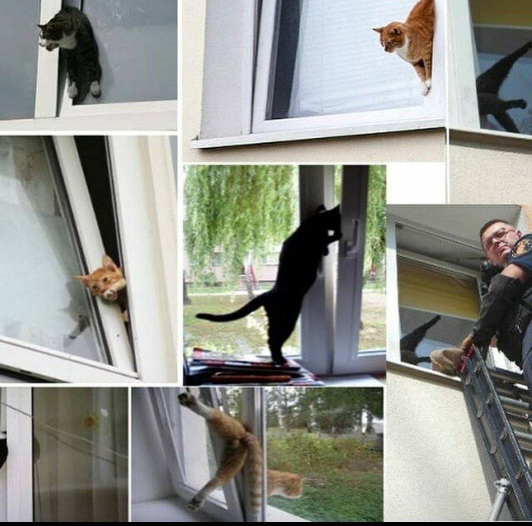 Падение кошек с высоты - ситивет, санкт-петербург