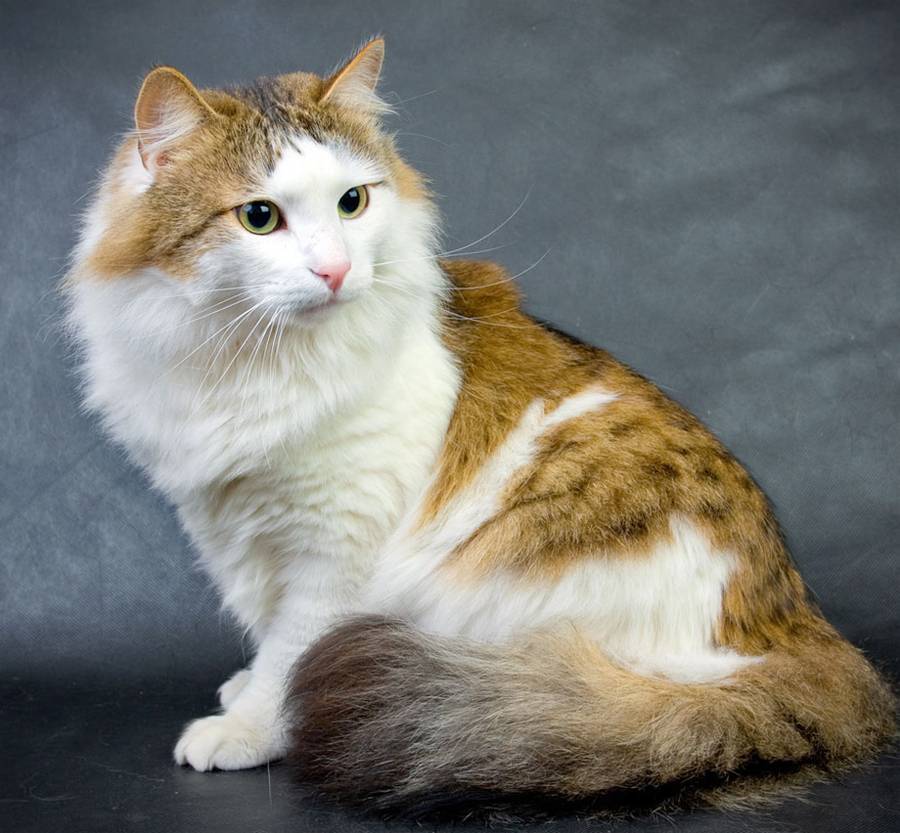 Порода кошек рагамаффин | кот и кошка