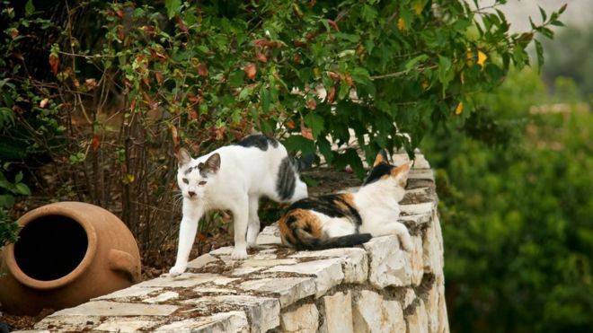 Любите солнце и кошек? для вас есть идеальная работа в греции