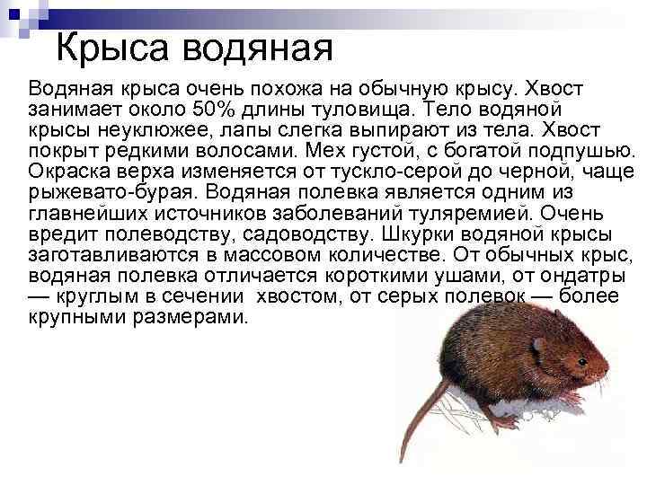 Описание самых больших крыс в мире: диких и домашних грызунов