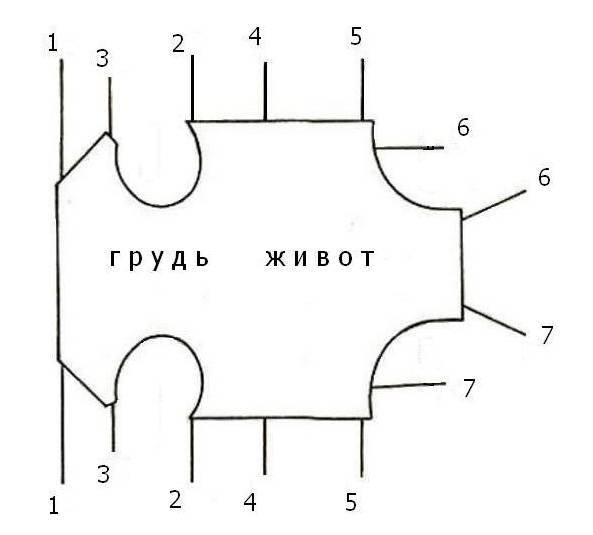 Попона для собаки своими руками: виды и схемы, пошаговая инструкция