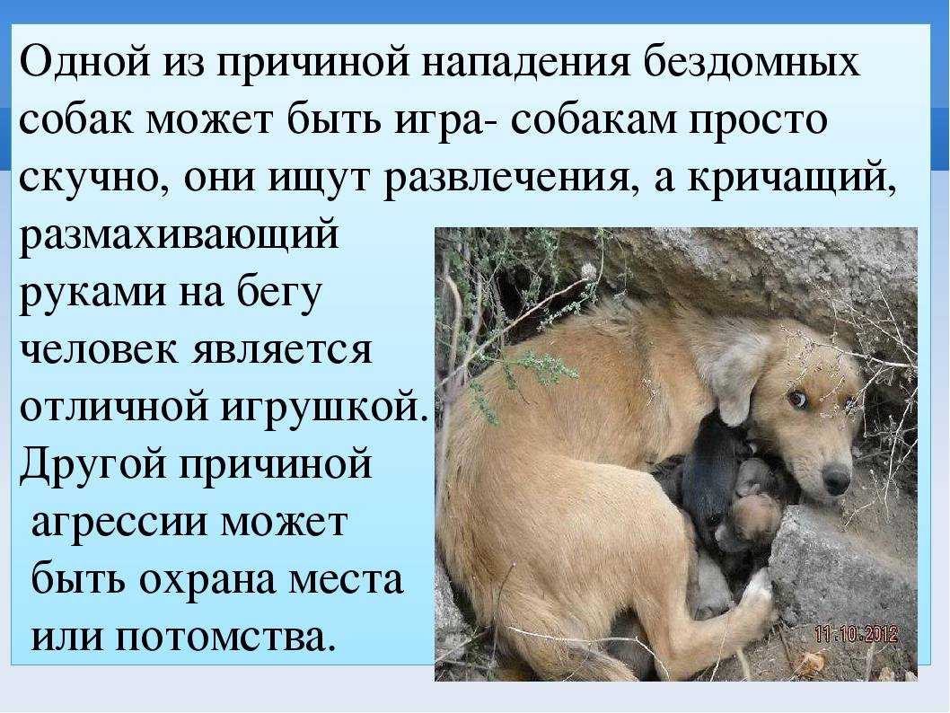 Почему собаки воют дома, во дворе, по ночам, какие бывают причины?