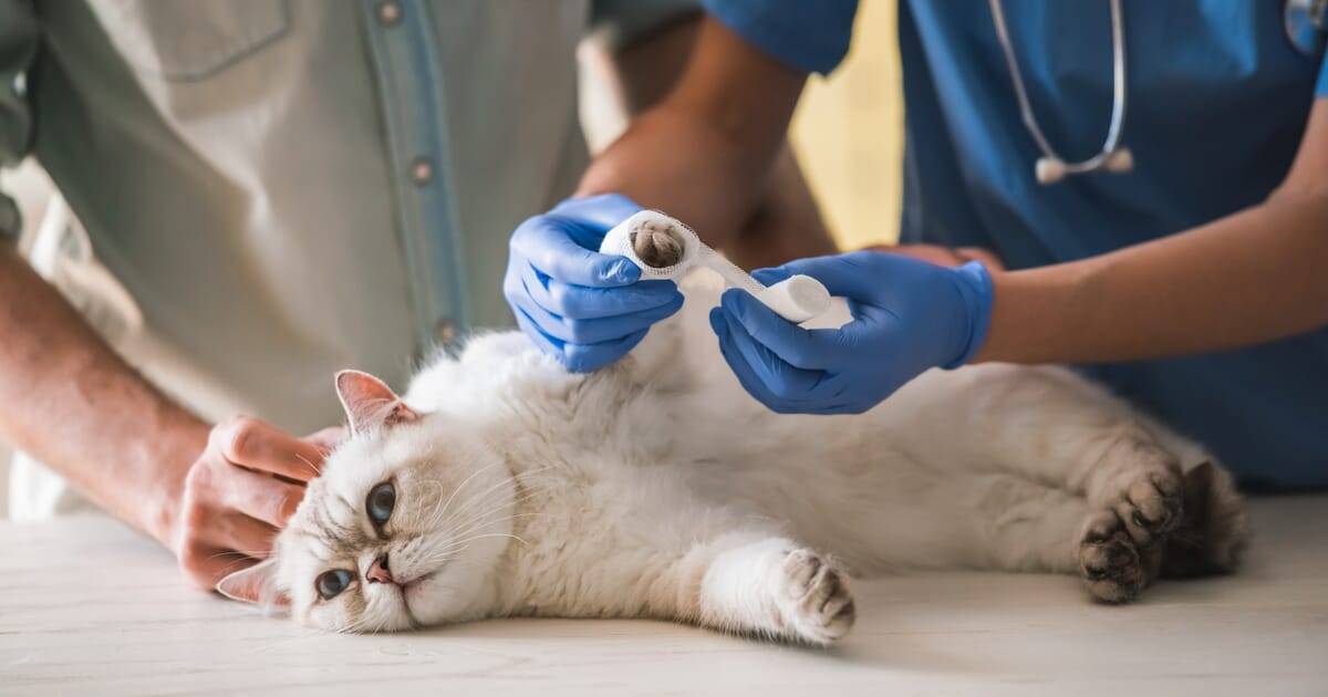 Перелом хвоста у кошки и кота: симптомы и лечение - блог о животных - zoo-pet.ru