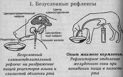 Кот чихает, что делать? 7 типичных причин чихания у кошек