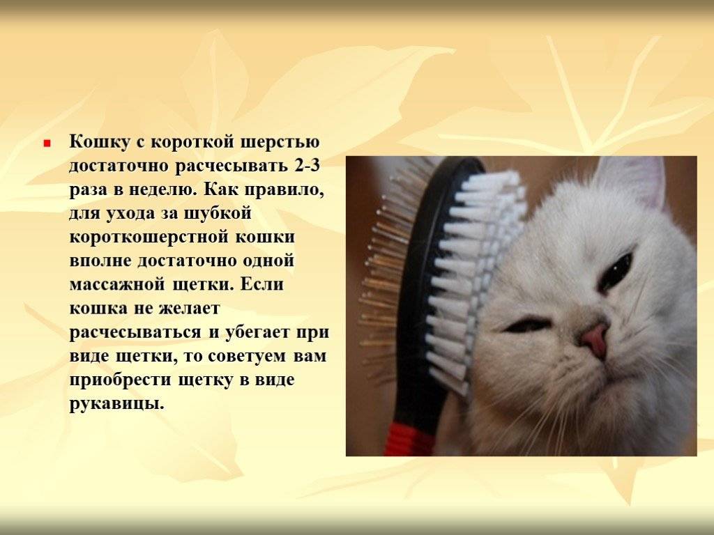 Уход за шерстью шотландских кошек