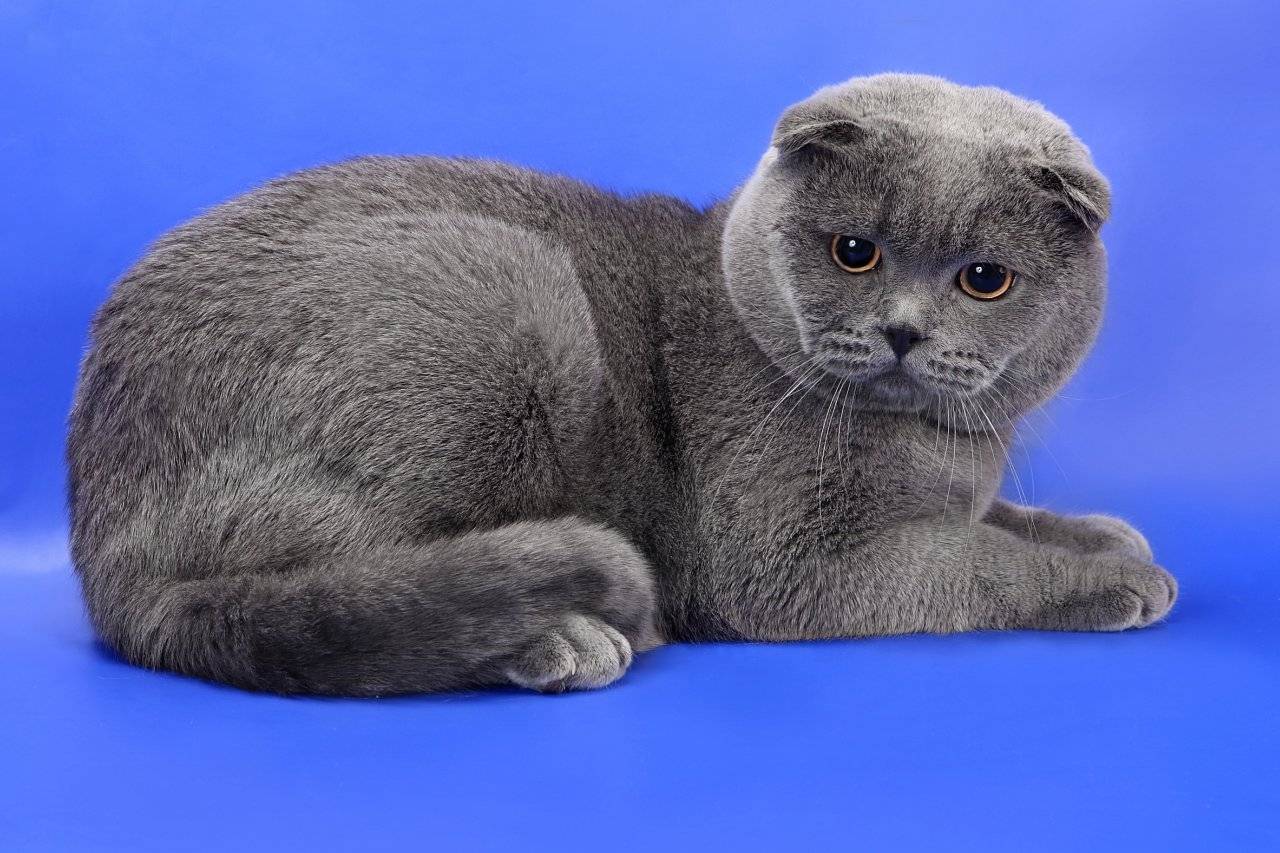 Шотландская вислоухая кошка (скоттиш-фолд), описание породы, фото, характер, окрас, отзывы, уход, история, здоровье