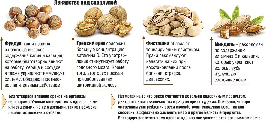 Грецкий орех: польза, вред, калорийность, лечебные свойства