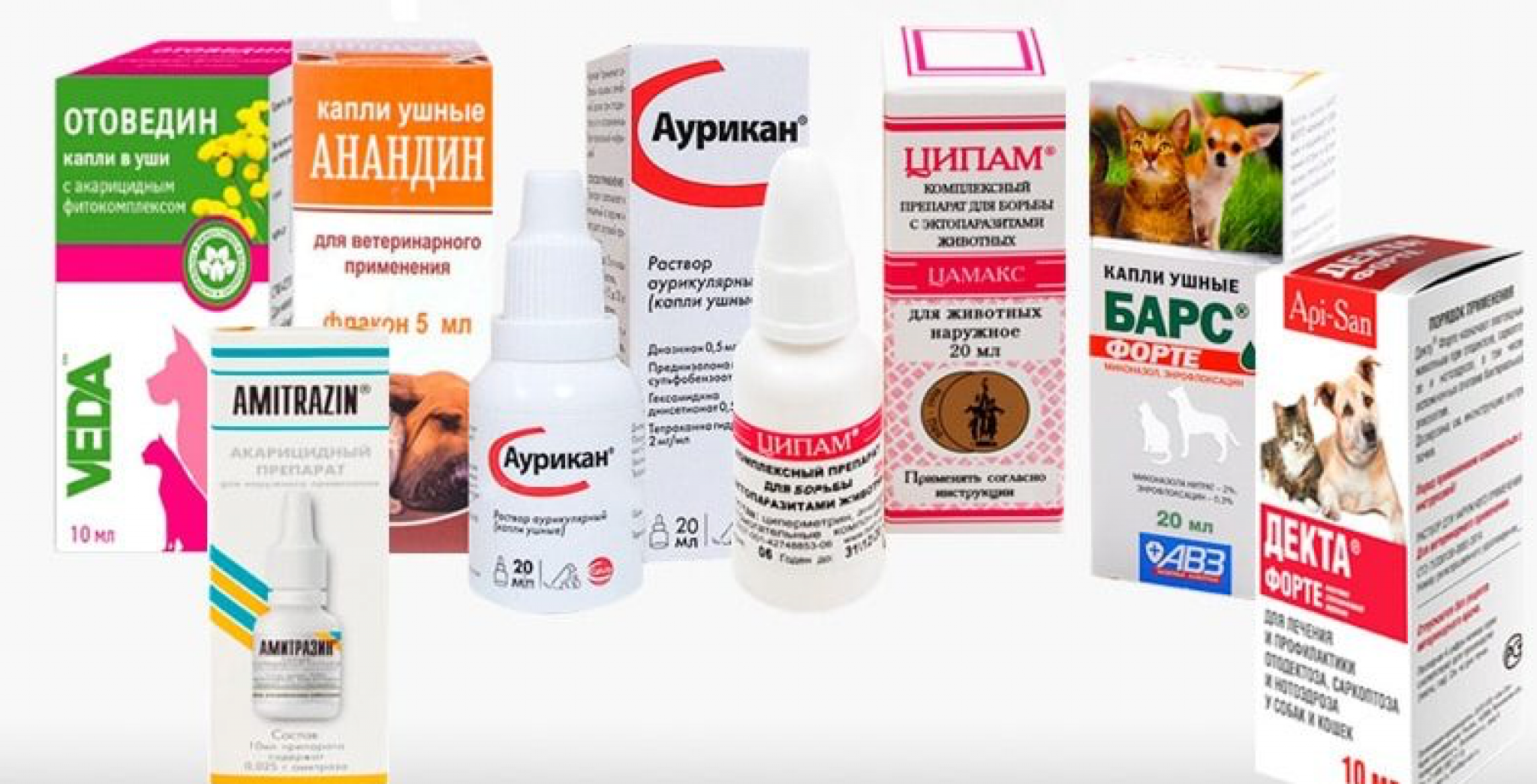 Все о болезнях уха у кошки: симптоматика и простые способы лечения