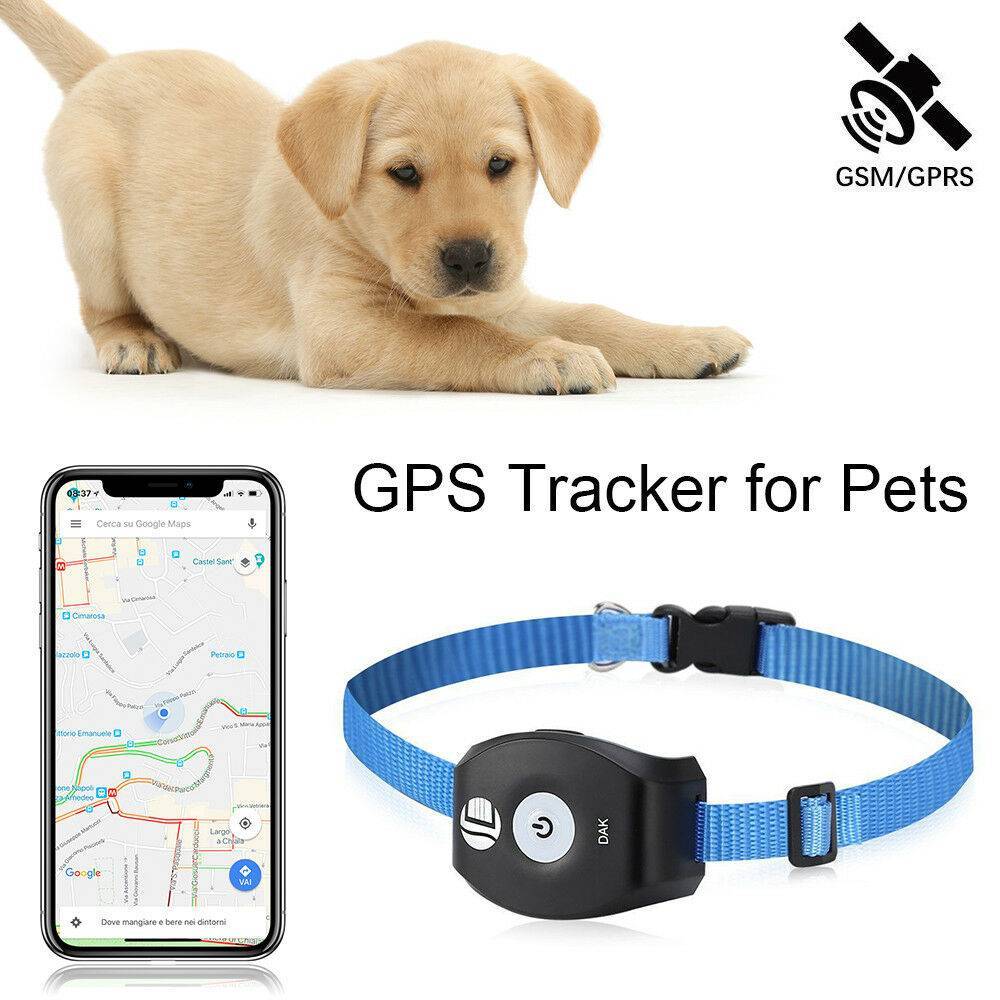 Ошейник с gps для собак: выбор, обзор моделей фирмы garmin (гармин) вт.ч устройства для охотничьих собак