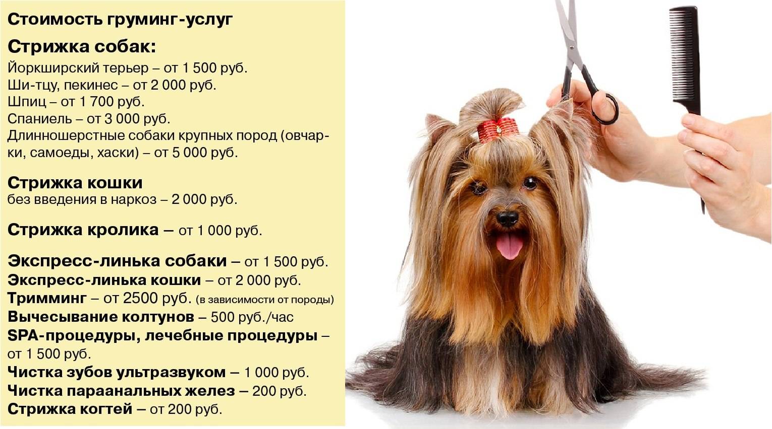 Груминг собак: что это такое, каких видов он бывает, каким породам собак нужен