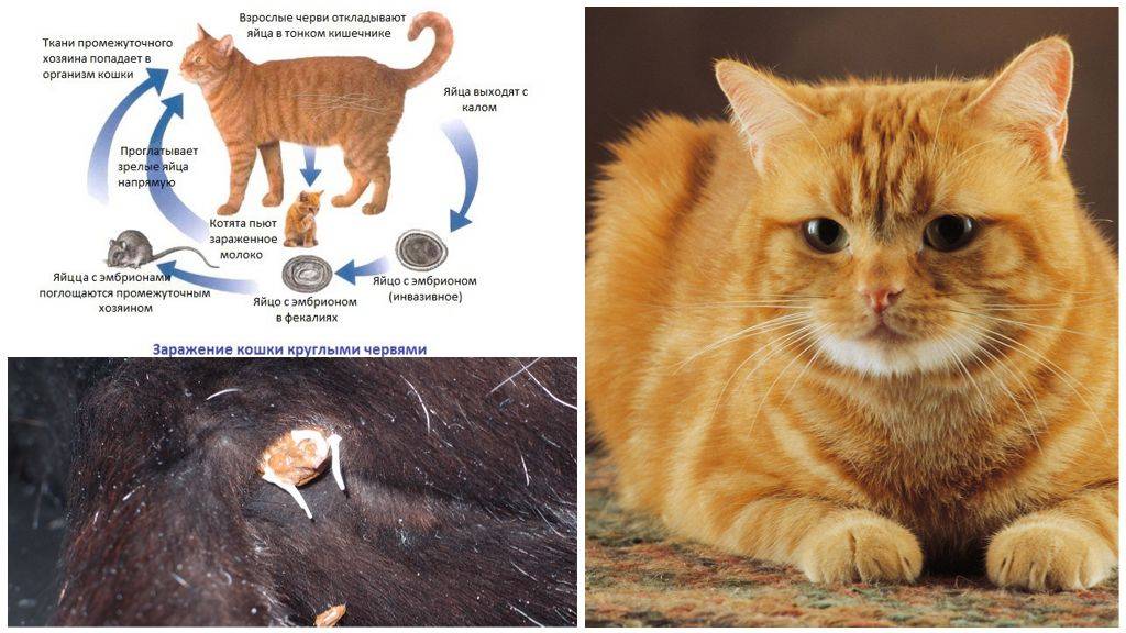 Глисты у кошек: топ лучших средств 2021 года для борьбы с гельминтами у кошек