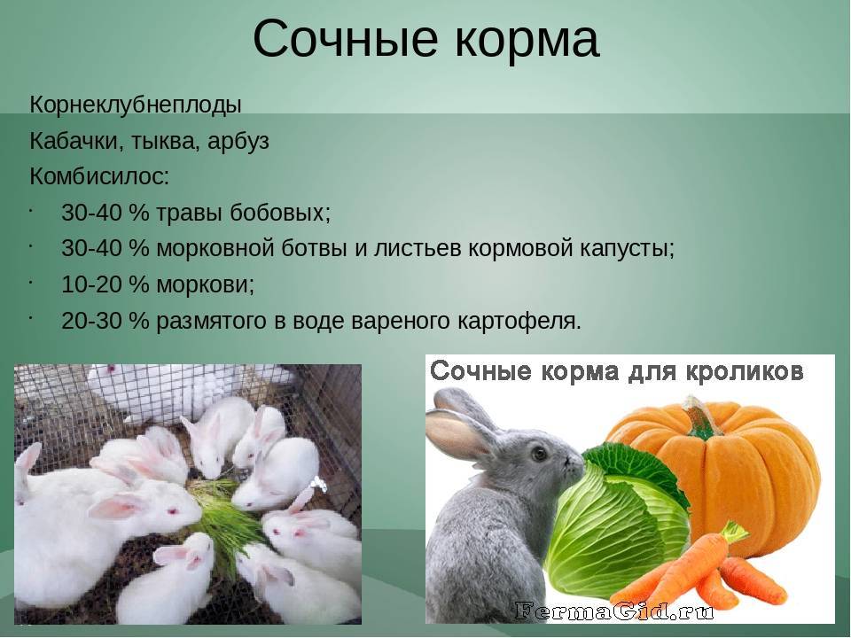 Что едят кролики в домашних условиях: список кормов и правила кормления
что едят кролики в домашних условиях: список кормов и правила кормления