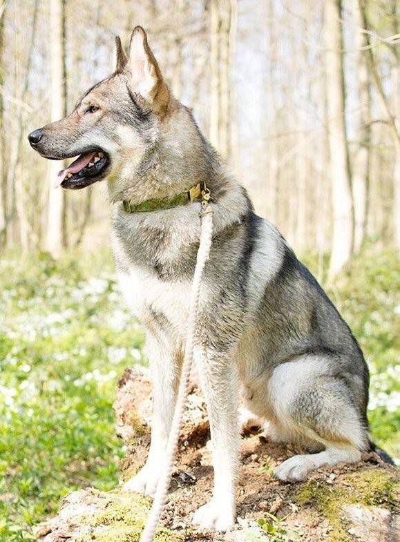 Тамасканская собака (тамаскан): описание породы, фото собаки