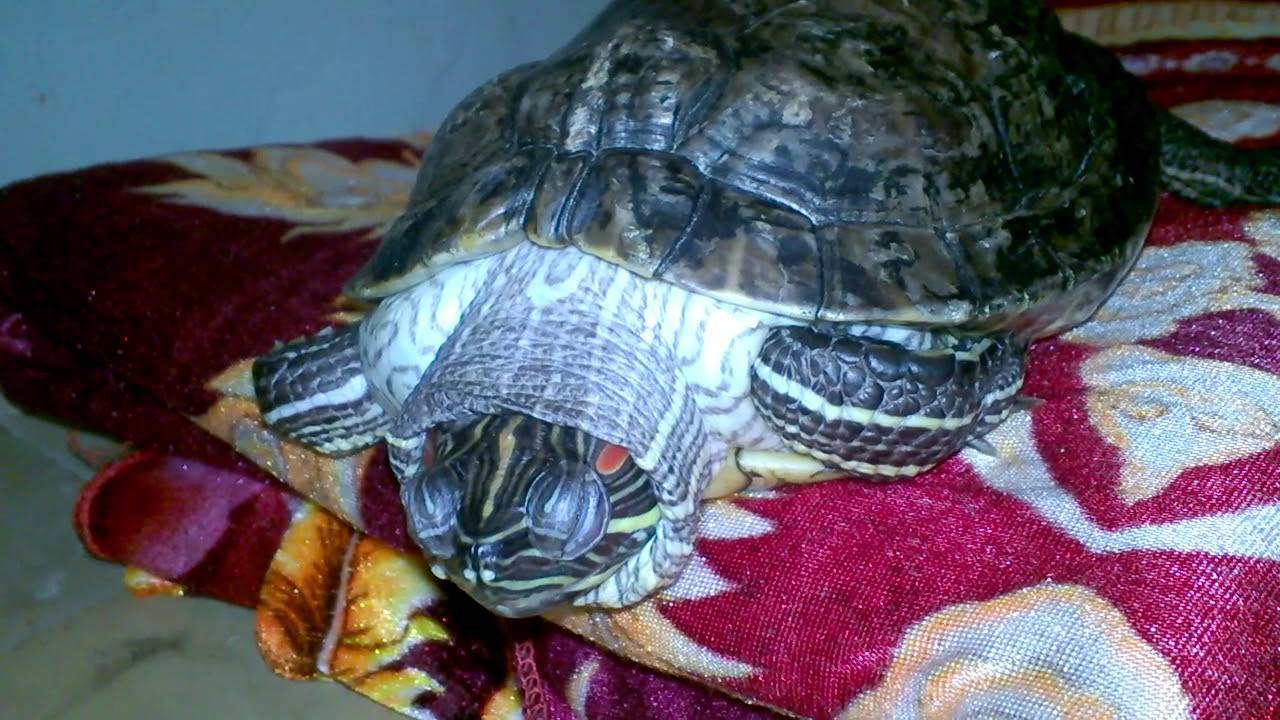 Как выглядит красноухая черепаха фото в домашних условиях