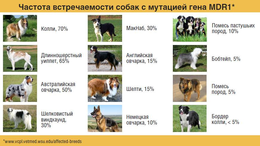 Породы собак метисы с фотографиями и названиями