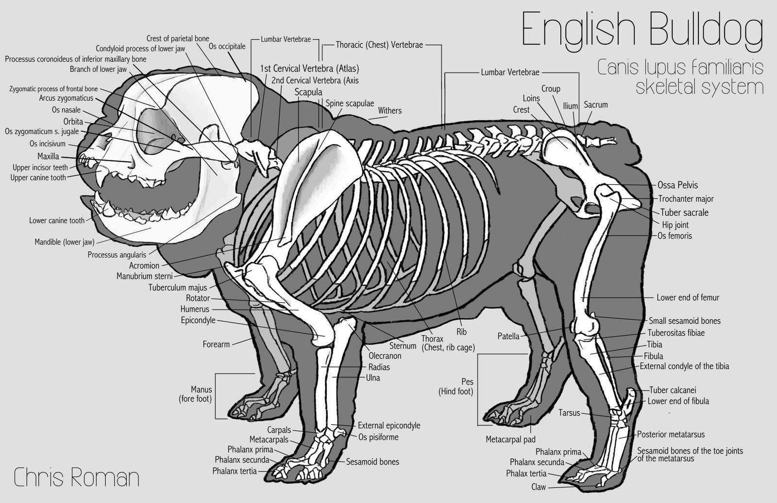 Анатомия и физиология собаки: краткий обзор
