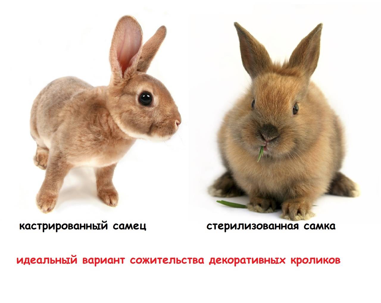 пол кроликов фото