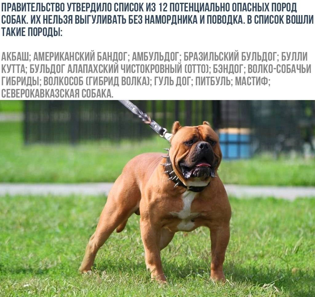 Мвд россии включило 69 пород в перечень потенциально опасных собак. публикуем этот список