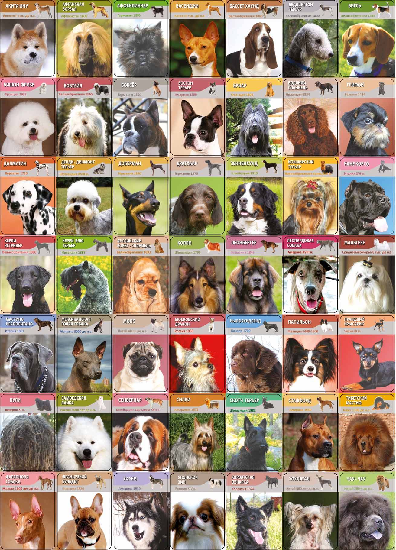 Европейские породы собак с фотографиями и названиями