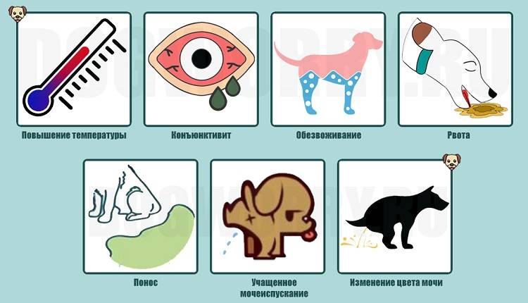 Лептоспироз - причины, симптомы, виды, диагностика и лечение у опытных врачей
