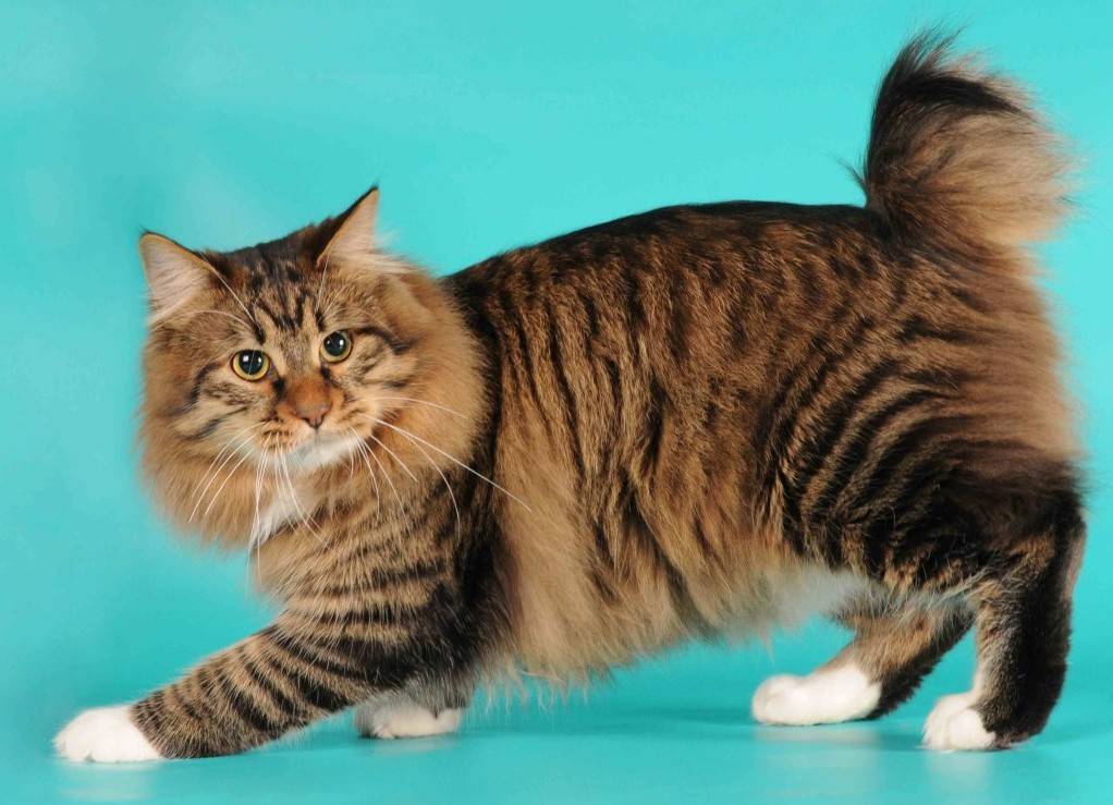 Бесхвостые кошки мэнкс: внешний вид, разновидности, особенности ухода и содержания