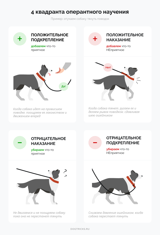 Собака тянет поводок на прогулке. Положительное подкрепление собаки. Положительное подкрепление в дрессировке собак. Примеры отрицательного подкрепления собак. Положительное и отрицательное подкрепление собаки это.