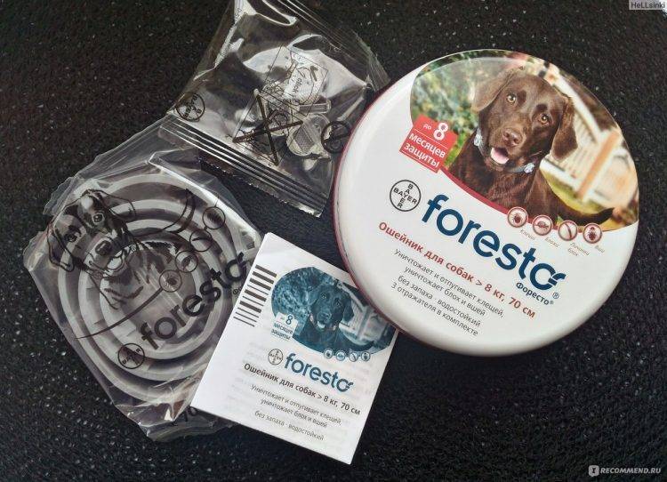 Ошейник от клещей и блох форесто (foresto) для собак и кошек – инструкция и отзывы