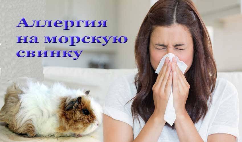 Как определить и вылечить аллергию на морскую свинку