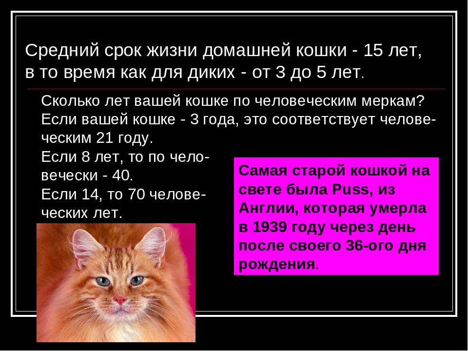 Возраст кошки по человеческим меркам: как посчитать, таблица