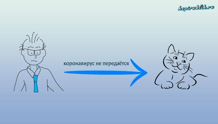 Может ли кошка заразиться коронавирусом от человека и наоборот? — природа мира