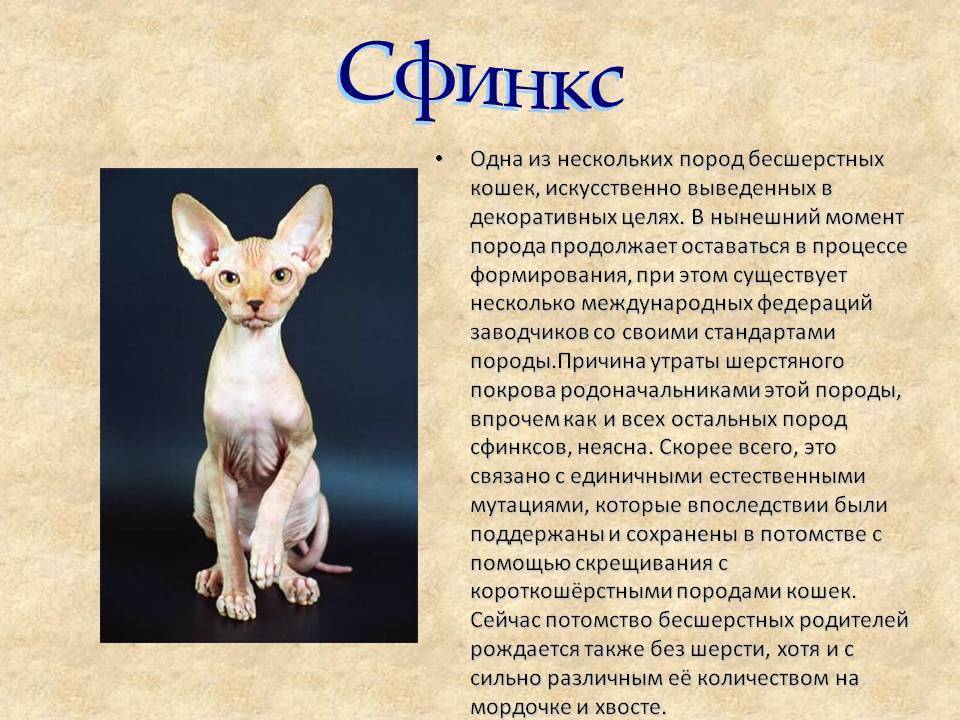 Порода кошки ликой