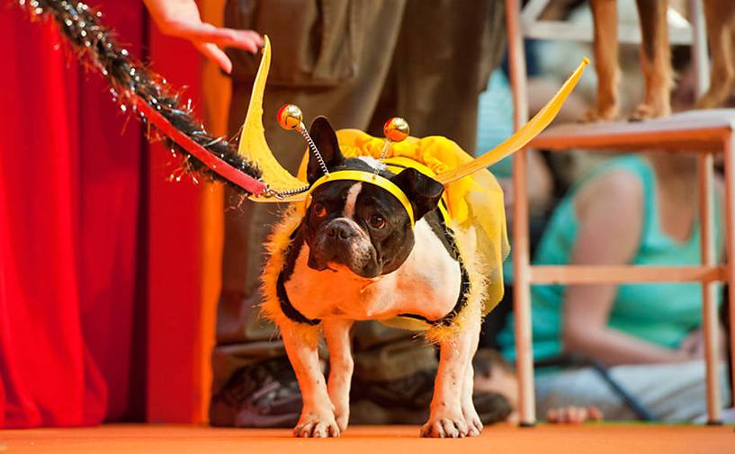Карнавал для собак в рио