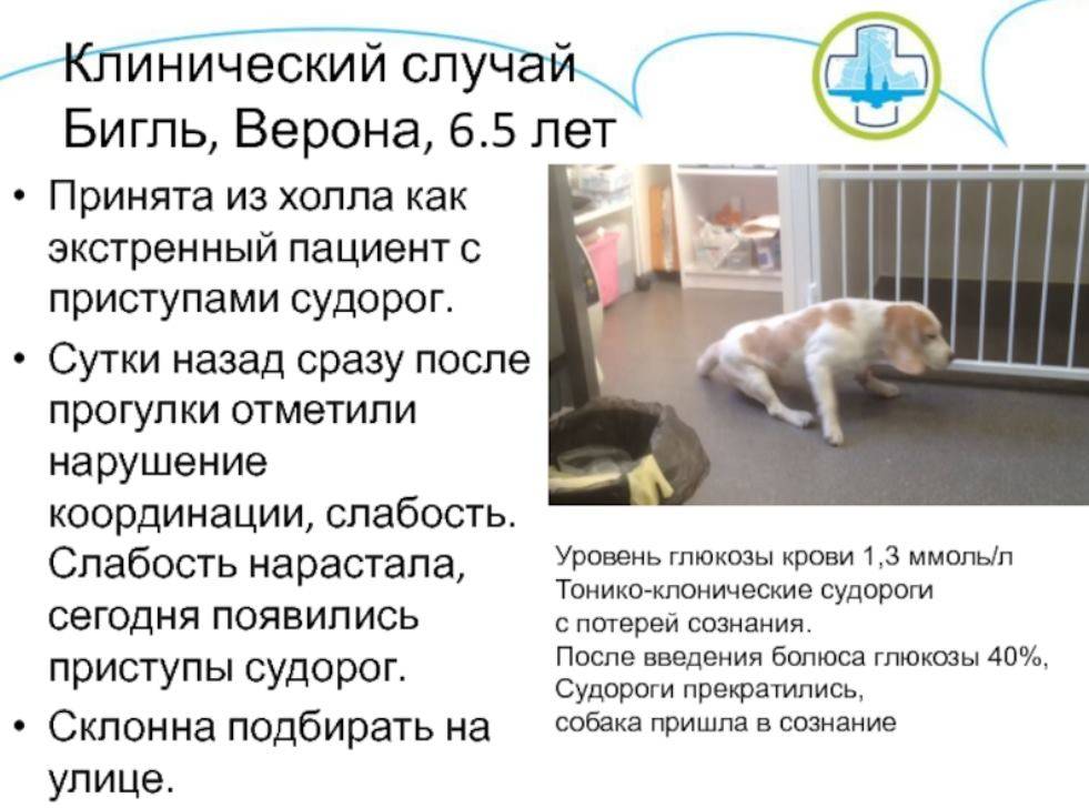 Судороги у кошек - симптомы лечение и причины