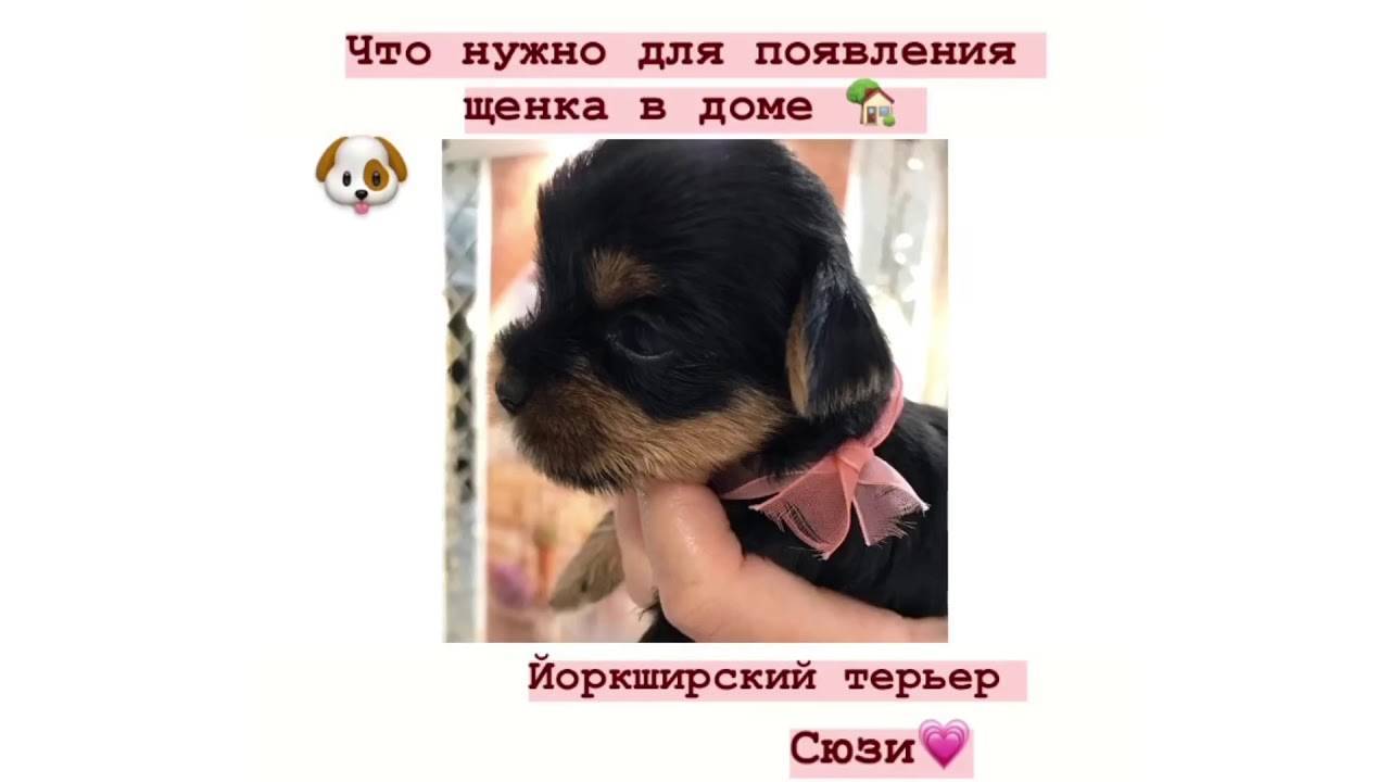 Породы собак для квартиры – 15 лучших вариантов