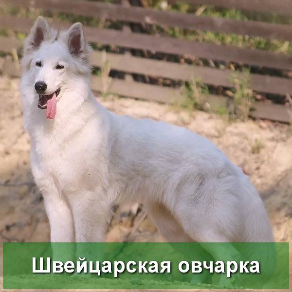 Белая швейцарская овчарка: описание, характеристика, история