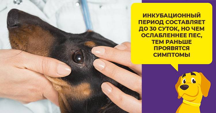 Аденовирус у собак. как определить и чем он опасен