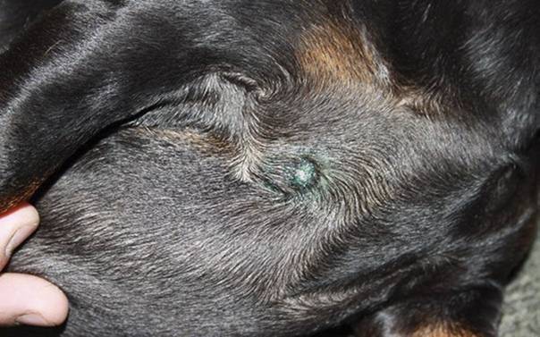 У собаки под кожей шарик: уплотнение, причины и лечение
