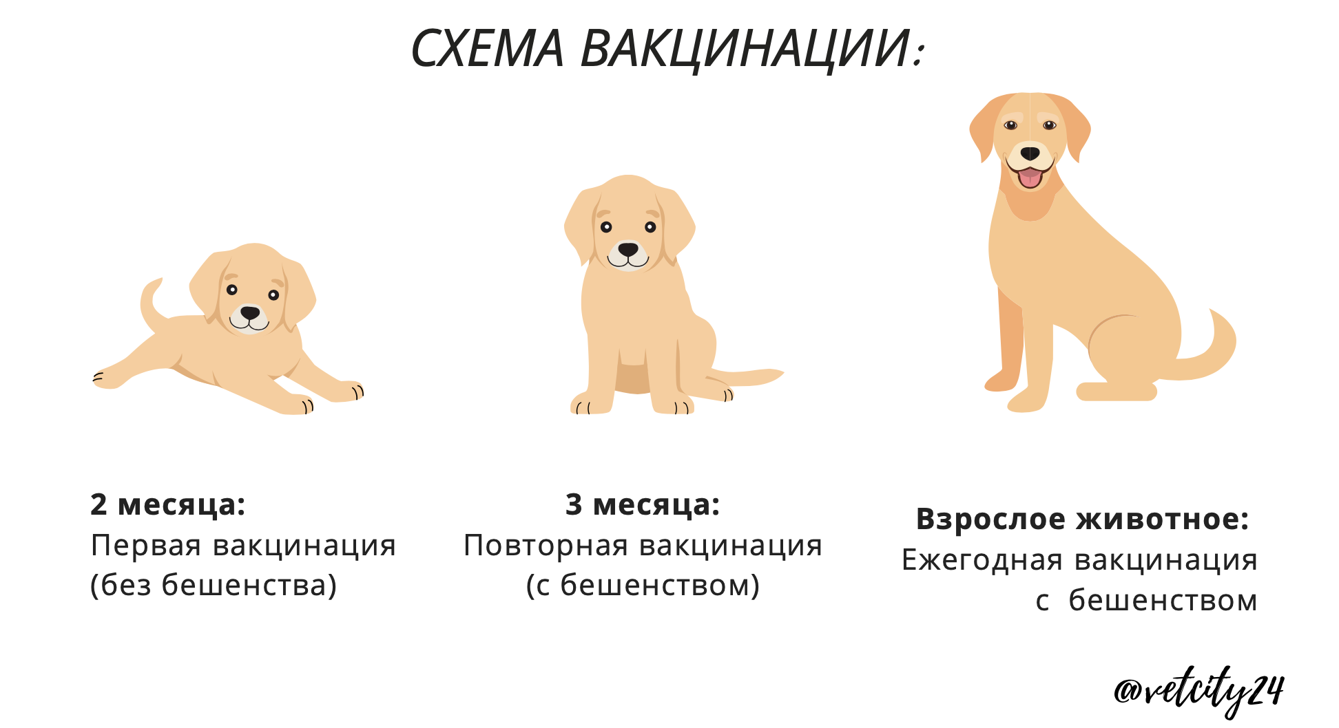 Когда можно купать щенка: с какого возраста можно мыть, правила и пошаговая инструкция - окружающий мир вокруг нас
