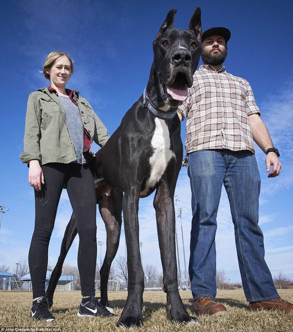 Самые большие породы собак в мире с фото и названием