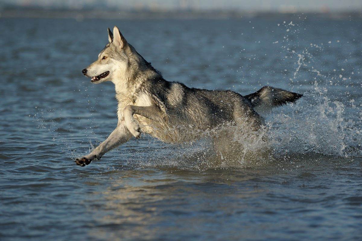 Происхождение породы, плюсы и минусы, правила содержания волчьей собаки сарлоса