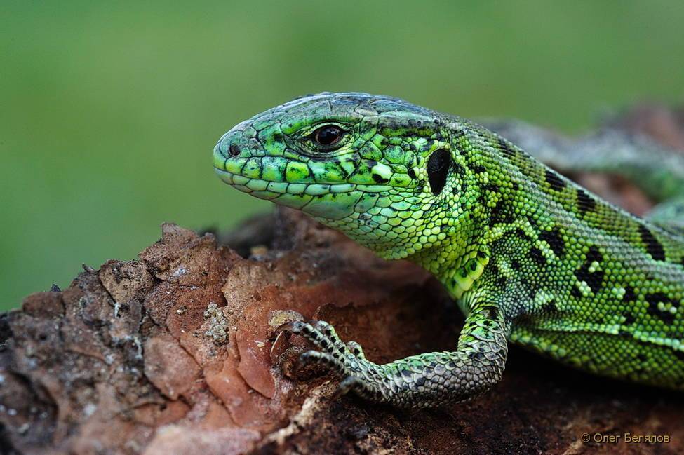 Земноводное пресмыкающееся животное. Прыткая ящерица Lacerta Agilis. Ящерица прыткая (Lacerta Agilis Linnaeus). Прыткая ящерица ХМАО. Lacerta ящерица.