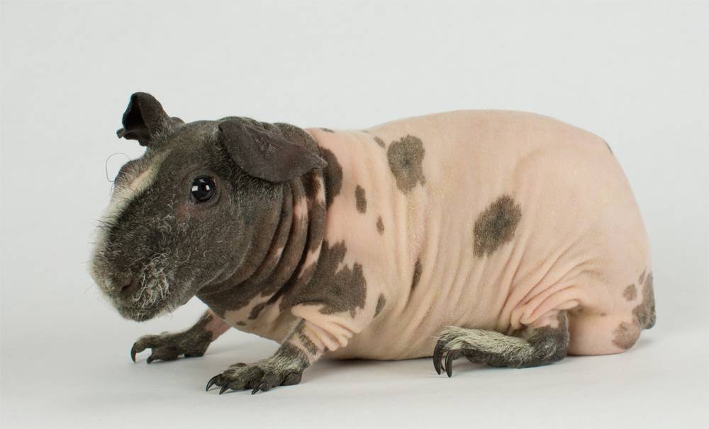 Морская свинка болдуин - фото и описание породы