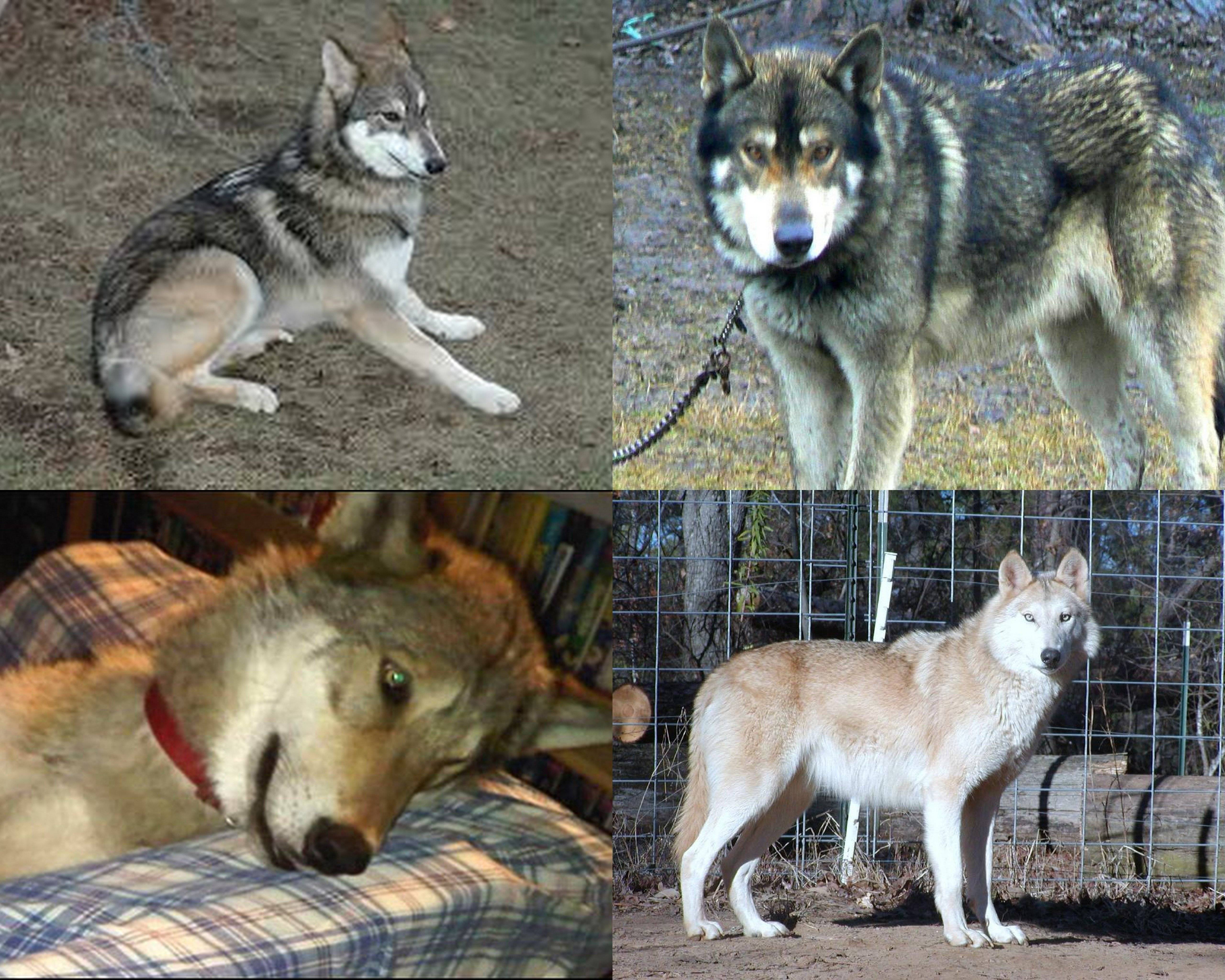 Зубы волка и собаки сравнение. разница между волком и собакой
